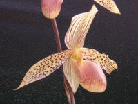 パフィオペディルムの花（写真）