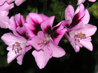 写真「ペラルゴニウムの花」