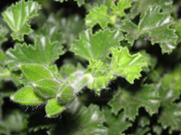 写真「ペラルゴニウムの葉と蕾」