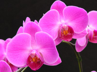 写真「コチョウラン〔胡蝶蘭〕の花」