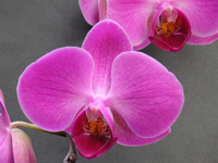 写真「コチョウラン〔胡蝶蘭〕の花」