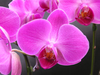 写真「コチョウラン〔胡蝶蘭〕の花」