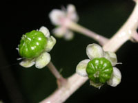 写真「ヨウシュヤマゴボウ〔洋種山牛蒡〕の花」