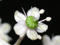 写真「ヨウシュヤマゴボウ〔洋種山牛蒡〕の花」