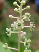 写真「ヨウシュヤマゴボウ〔洋種山牛蒡〕の花」