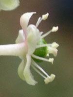 写真「ヨウシュヤマゴボウ〔洋種山牛蒡〕の花」