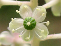 写真「ヨウシュヤマゴボウ〔洋種山牛蒡〕の花」