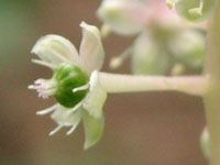 写真「ヨウシュヤマゴボウ〔洋種山牛蒡〕の花」