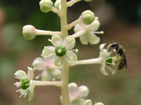 写真「ヨウシュヤマゴボウ〔洋種山牛蒡〕の花」