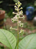 写真「ヨウシュヤマゴボウ〔洋種山牛蒡〕の花」