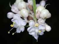 ���u�~���E�K�̉�