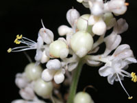 ���u�~���E�K�̉�