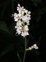 ���u�~���E�K�̉�