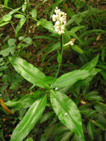 ���u�~���E�K�̉�