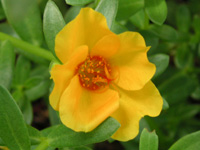 写真「マツバボタン〔松葉牡丹〕の花」