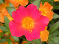 写真「マツバボタン〔松葉牡丹〕の花」