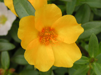 写真「マツバボタン〔松葉牡丹〕の花」