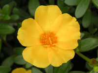 写真「マツバボタン〔松葉牡丹〕の花」