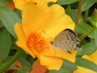 写真「マツバボタン〔松葉牡丹〕の花」