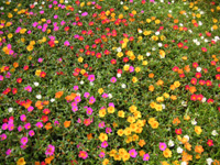 写真「マツバボタン〔松葉牡丹〕の花」