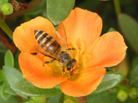 写真「マツバボタン〔松葉牡丹〕の花」