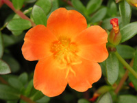 写真「マツバボタン〔松葉牡丹〕の花」