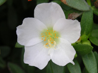 写真「マツバボタン〔松葉牡丹〕の花」