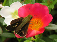 写真「マツバボタン〔松葉牡丹〕の花」