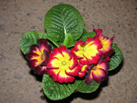 プリムラ・ジュリアンの花（写真）