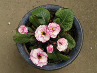 プリムラ・ジュリアンの花（写真）