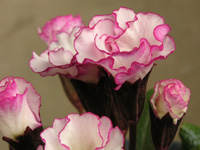 プリムラ・ジュリアンの花（写真）