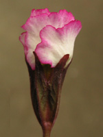 プリムラ・ジュリアンの花（写真）