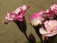 プリムラ・ジュリアンの花（写真）