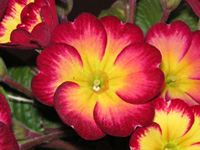 写真「プリムラ・ジュリアンの花」