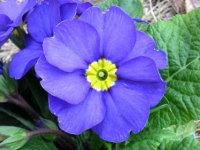 プリムラ・ポリアンタの花（写真）