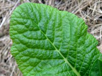 プリムラ・ポリアンタの花（写真）