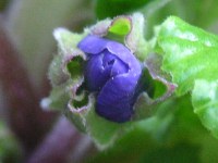 プリムラ・ポリアンタの花（写真）