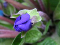 プリムラ・ポリアンタの花（写真）