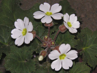 プリムラ〔Primula〕の花（写真）