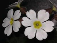 プリムラ〔Primula〕の花（写真）