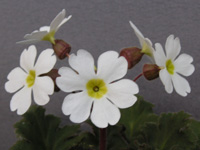 写真「プリムラ〔Primula〕の花」