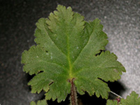 プリムラ〔Primula〕の花（写真）