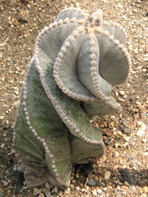 ランポウギョク〔鸞鳳玉〕の花（写真）