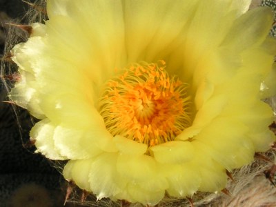 ランポウギョク〔鸞鳳玉〕の花（写真）