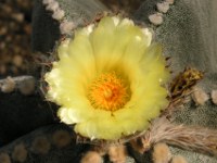 ランポウギョク〔鸞鳳玉〕の花（写真）