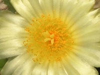 ランポウギョク〔鸞鳳玉〕の花（写真）