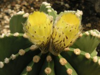 ランポウギョク〔鸞鳳玉〕の花（写真）