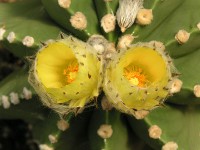 ランポウギョク〔鸞鳳玉〕の花（写真）