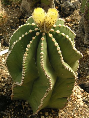 ランポウギョク〔鸞鳳玉〕の花（写真）