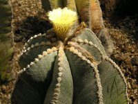 ランポウギョク〔鸞鳳玉〕の花（写真）